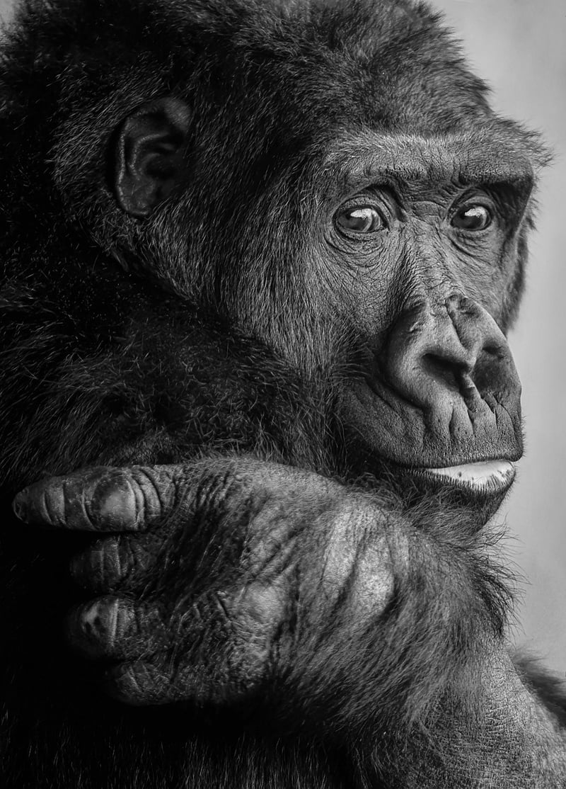 Gorilla in the Jungle
